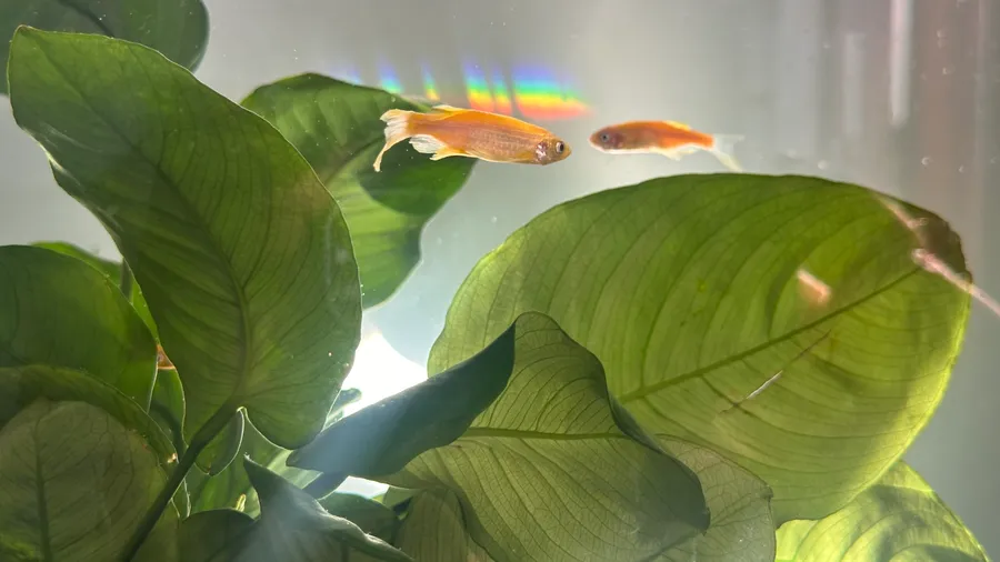 Two Danio rerio near an Anubias leaf in the observation tank, light refracting into a spectrum on the back glass