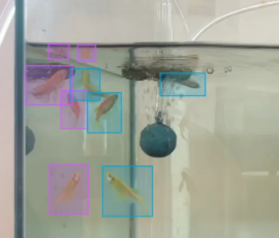 Close-up of the left side of the tank in Label Studio. Cyan boxes surround real fish and pink boxes surround their reflections on the glass, several of them overlapping or sitting directly next to the fish they mirror.
